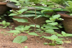 Ageratum conyzoides